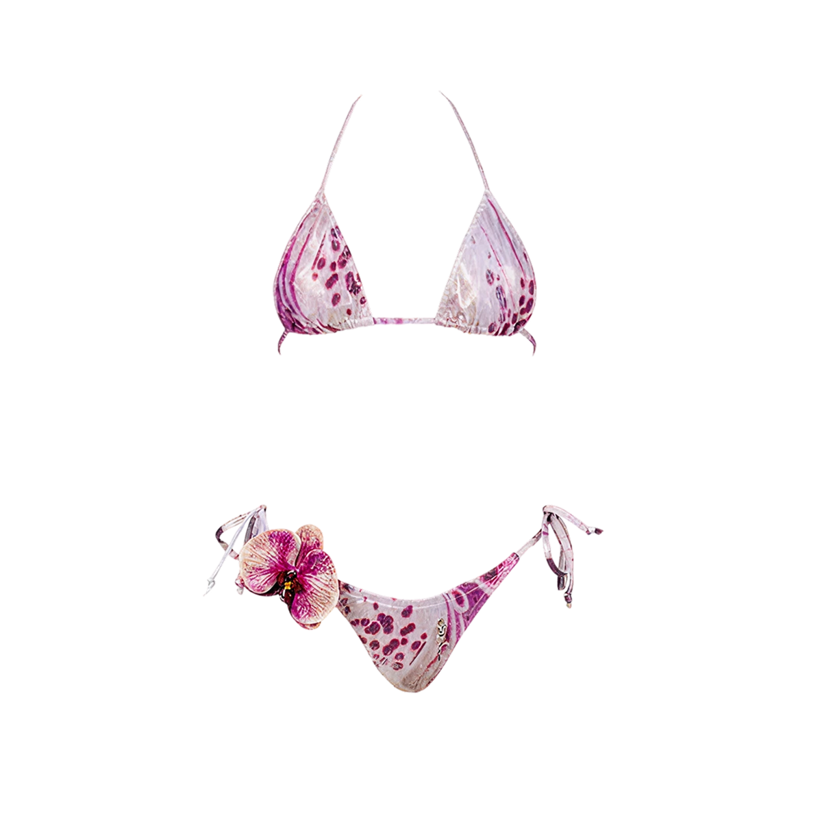 Phalaenopsis